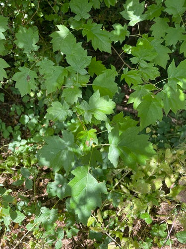 Elsbeere — Bild 2 von 8