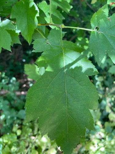 Elsbeere — Bild 1 von 8