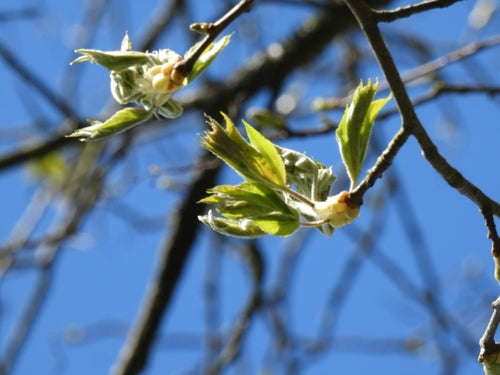 Elsbeere — Bild 5 von 8