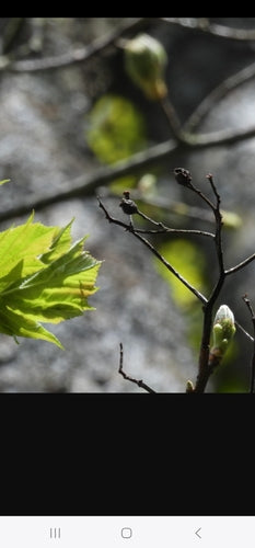 Elsbeere — Bild 4 von 8
