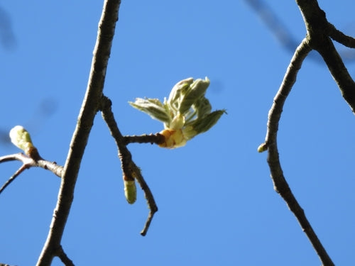 Elsbeere — Bild 3 von 8