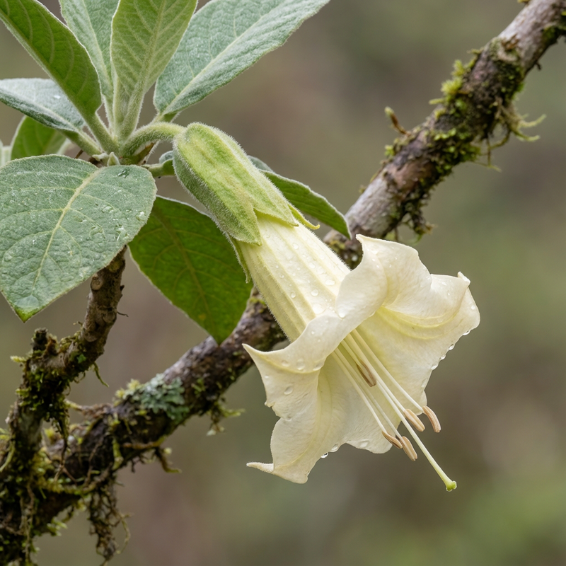 Engelstrompeten (Brugmansia arborea.), KI-Illustration