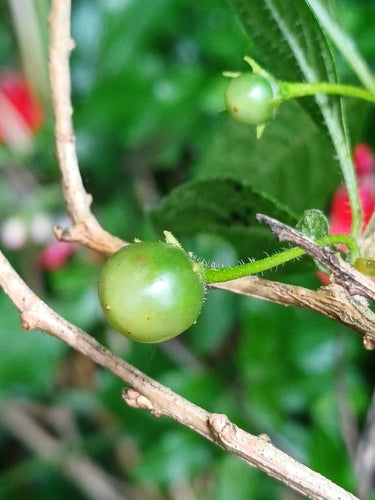 Enzianstrauch — Bild 5 von 8