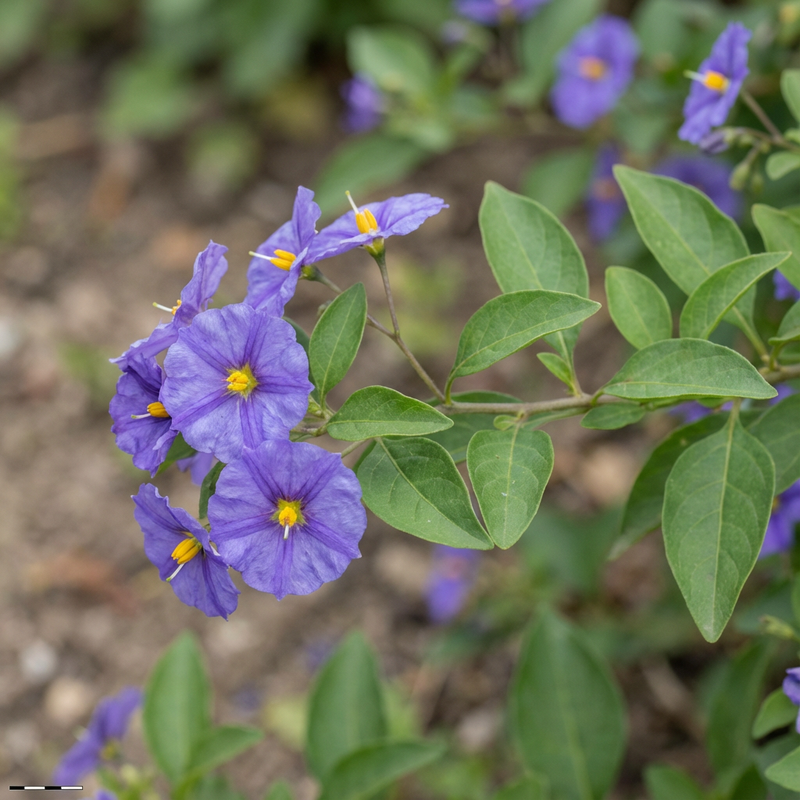Enzianstrauch (Lycianthes rantonnetii), KI-Illustration
