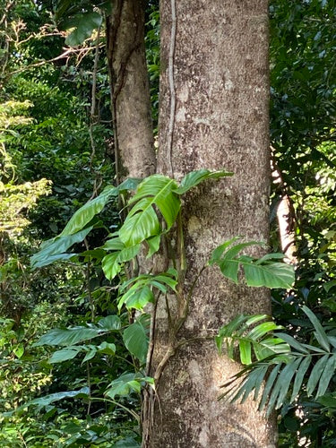 Epipremnum pinnatum 'Cebu Blue' — Bild 4 von 9