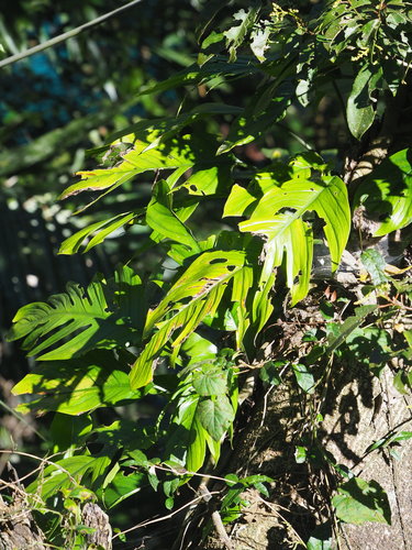 Epipremnum pinnatum 'Cebu Blue' — Bild 3 von 9