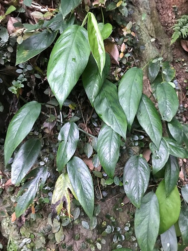 Epipremnum pinnatum 'Cebu Blue' — Bild 2 von 9