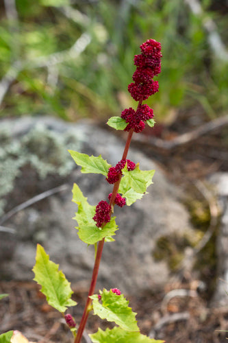 Erdbeerspinat — Bild 2 von 9