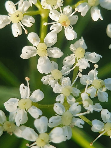 Erdkastanie — Bild 4 von 8