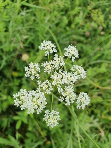 Erdkastanie — Bild 2 von 8