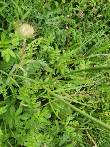 Erdkastanie — Bild 1 von 8