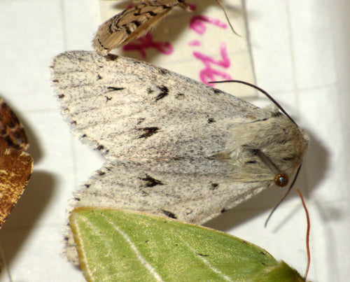 Erlen-Rindeneule — Bild 4 von 9
