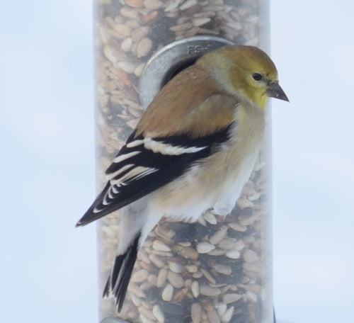 Erlenzeisig — Bild 4 von 8