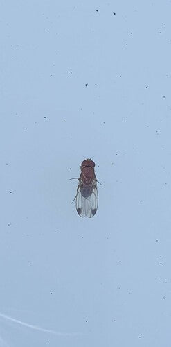 Essig- oder Taufliege — Bild 4