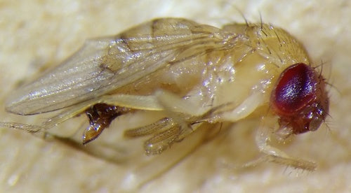 Essig- oder Taufliege — Bild 3