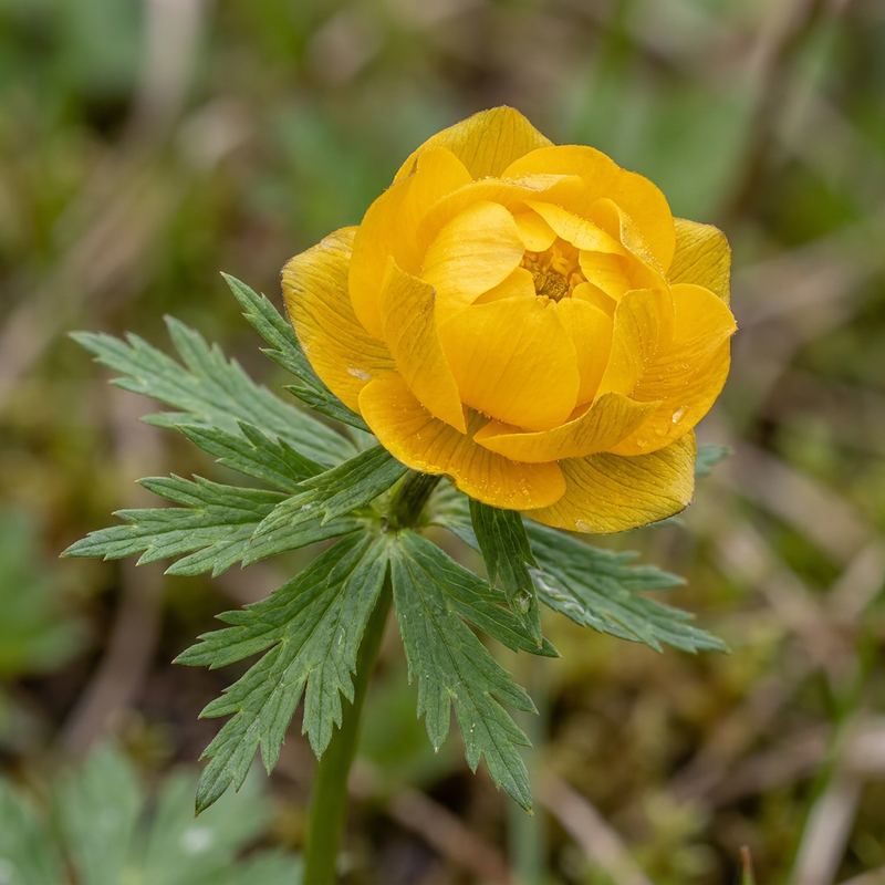 Europäische Trollblume (Trollius europaeus), KI-Illustration