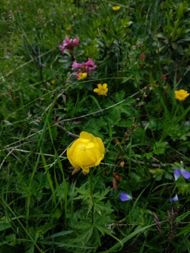 Europäische Trollblume — Bild 5 von 9