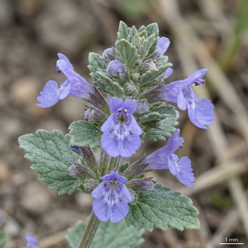 Faassens Katzenminze (Nepeta faassenii), KI-Illustration