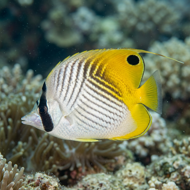 Fadelflossen-Falterfisch (Chaetodon auriga), KI-Illustration