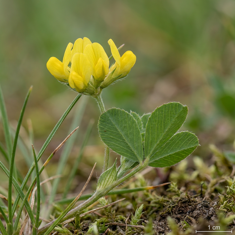 Faden-Klee (Trifolium dubium), KI-Illustration