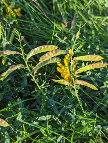 Färber-Ginster — Bild 1 von 8