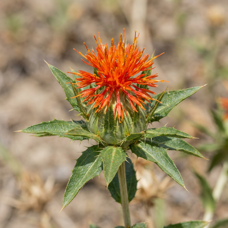 Faerberdistel (Carthamus tinctorius), KI-Illustration
