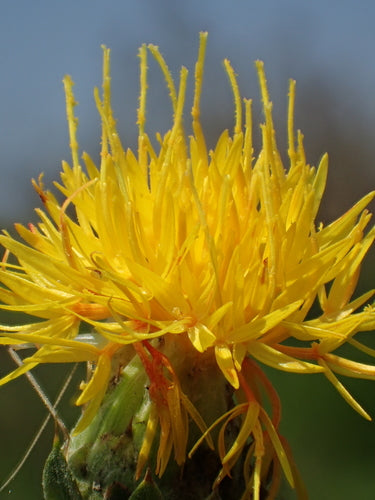 Faerberdistel — Bild 5 von 38