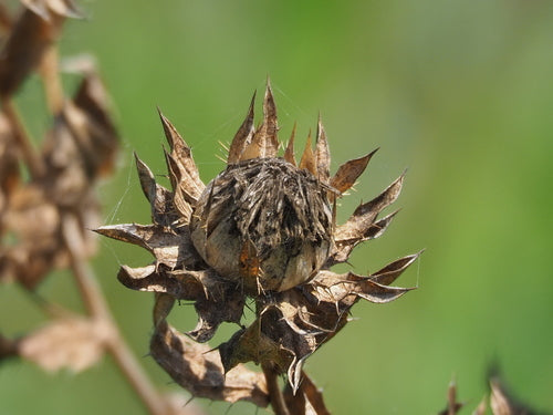 Faerberdistel — Bild 3 von 38