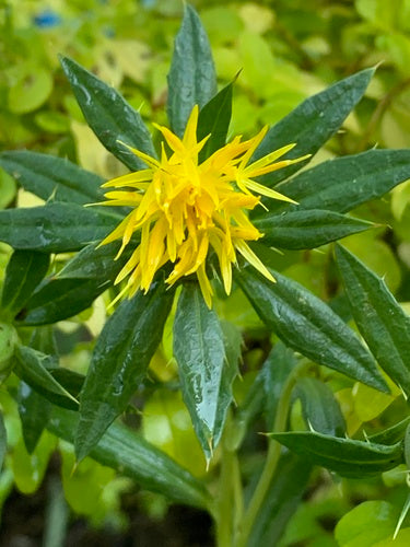 Faerberdistel — Bild 2 von 38