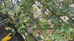 Gartenrose - Bamberg