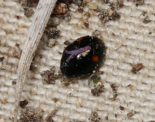 Feld-Kugelmarienkäfer — Bild 5 von 7