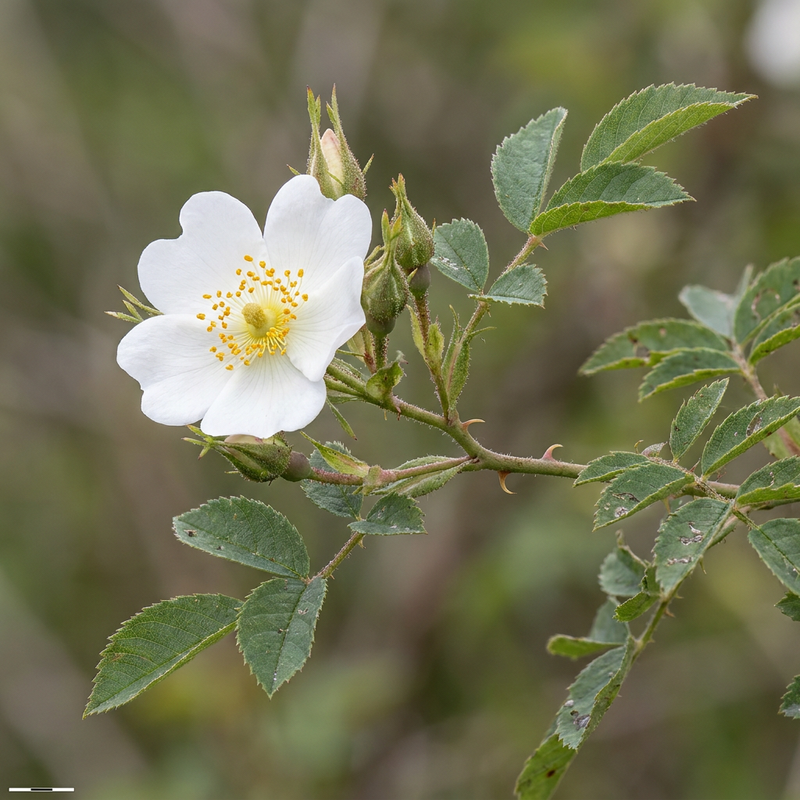 Feld-Rose (Rosa arvensis), KI-Illustration