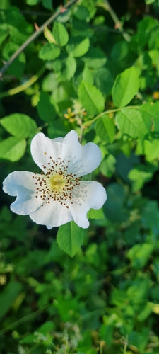 Feld-Rose — Bild 4 von 9