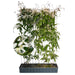 Fertighecke Immergrüne Clematis 'Snow Drift' – Höhe 180 cm, freigestellt