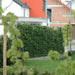 Fertighecke Kriechspindel 'Coloratus' als blickdichte grüne Hecke im Garten.