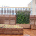 Fertighecke Kriechspindel Coloratus in einem Holzkasten auf einer Dachterrasse mit Holzwand.