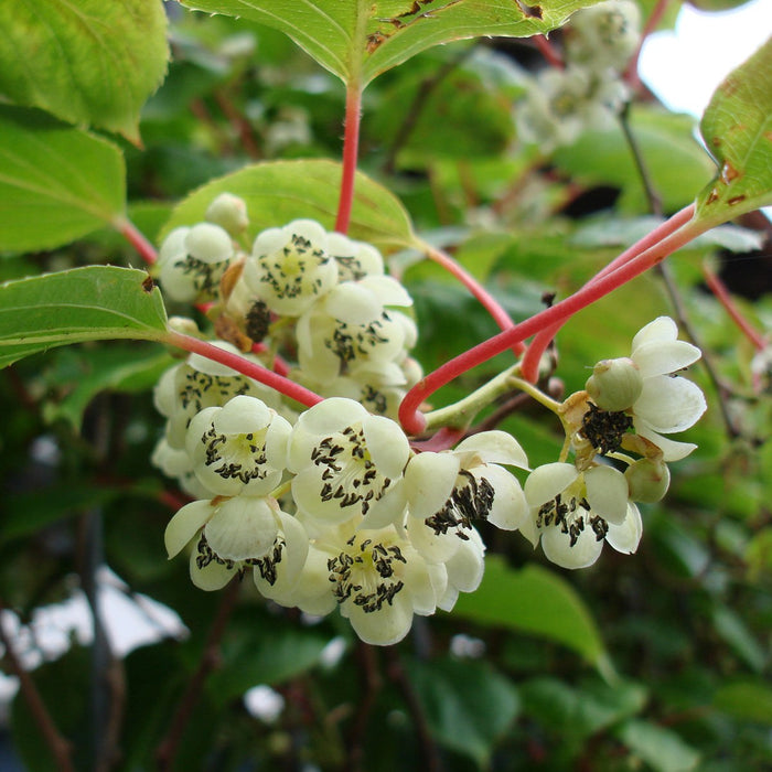 Detailansicht der weißen Blüten der Fertighecke Mini-Kiwi 'Geneva' im Sommer.