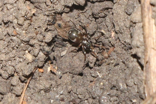 Festliche Ameisensackspinne — Bild 3 von 4