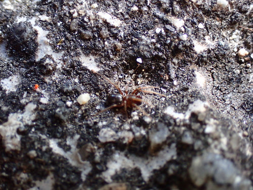 Festliche Ameisensackspinne — Bild 4 von 4