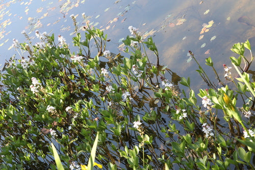 Fieberklee — Bild 4 von 9