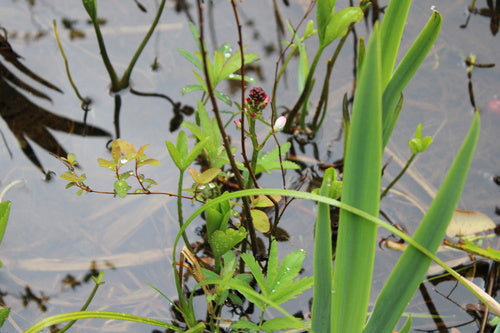Fieberklee — Bild 5 von 9