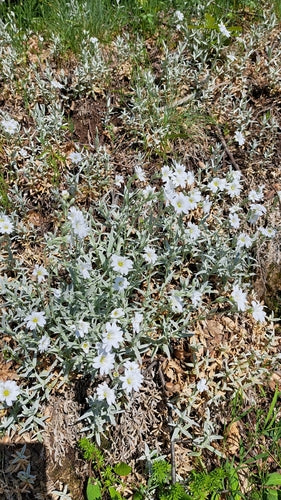 Filziges Hornkraut — Bild 5 von 10