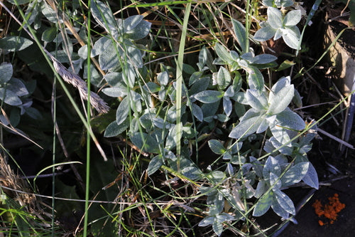 Filziges Hornkraut — Bild 4 von 10