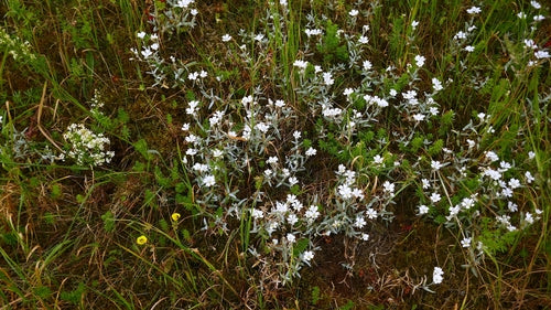 Filziges Hornkraut — Bild 3 von 10