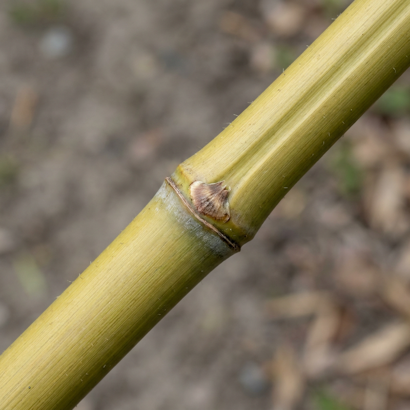 Flachrohrbambus (Phyllostachys aurea), KI-Illustration