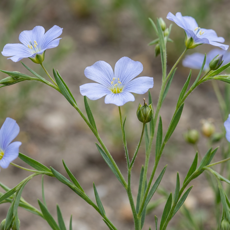 Flachs (Linum usitatissimum), KI-Illustration