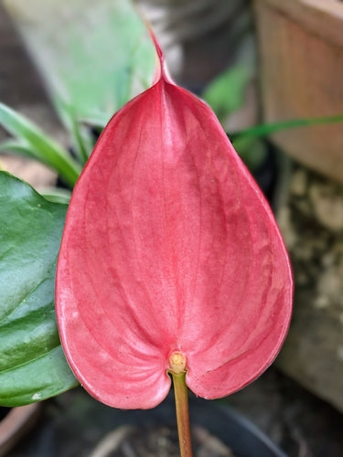 Flamingoblume — Bild 4 von 8