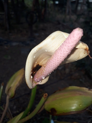 Flamingoblume — Bild 1 von 8