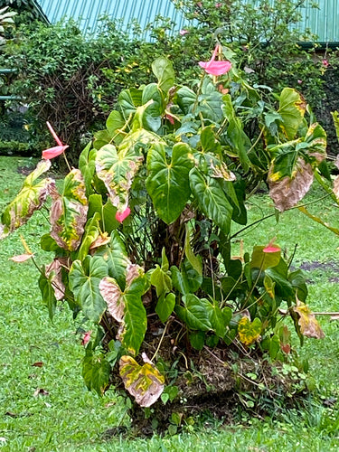 Flamingoblume — Bild 5 von 8