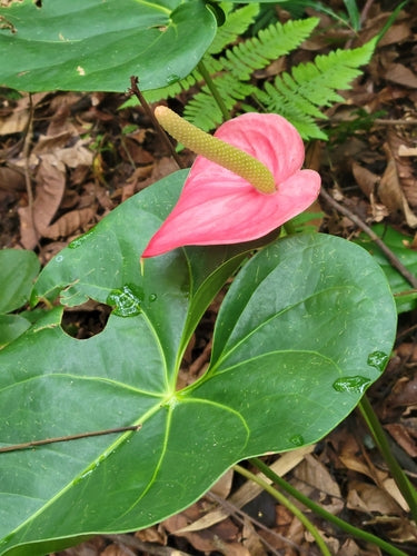 Flamingoblume — Bild 2 von 8
